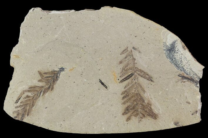 Metasequoia (Dawn Redwood) Fossils - Montana #89393